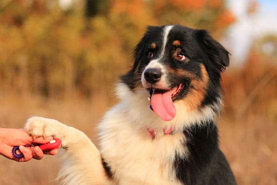 Outdoor Obedience Dog Training Phoenix for Real-World Control